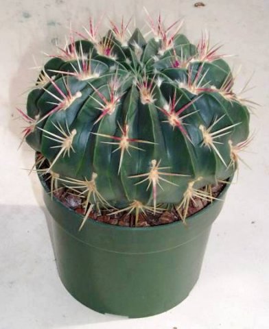 ferocactus_macrodiscus